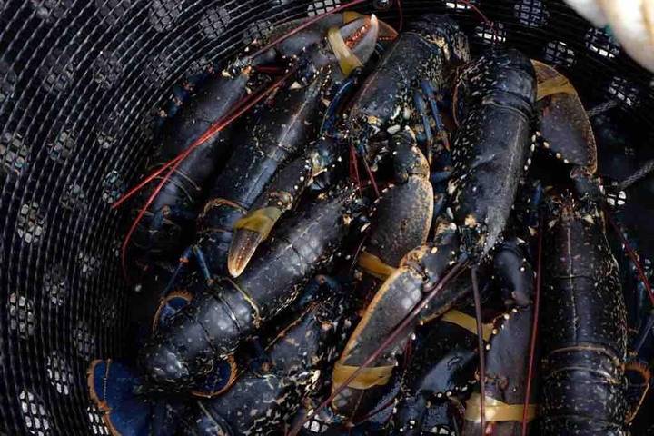 Location de vacances pour 8 personnes, avec vue et jardin dans Port de Carantec - 4