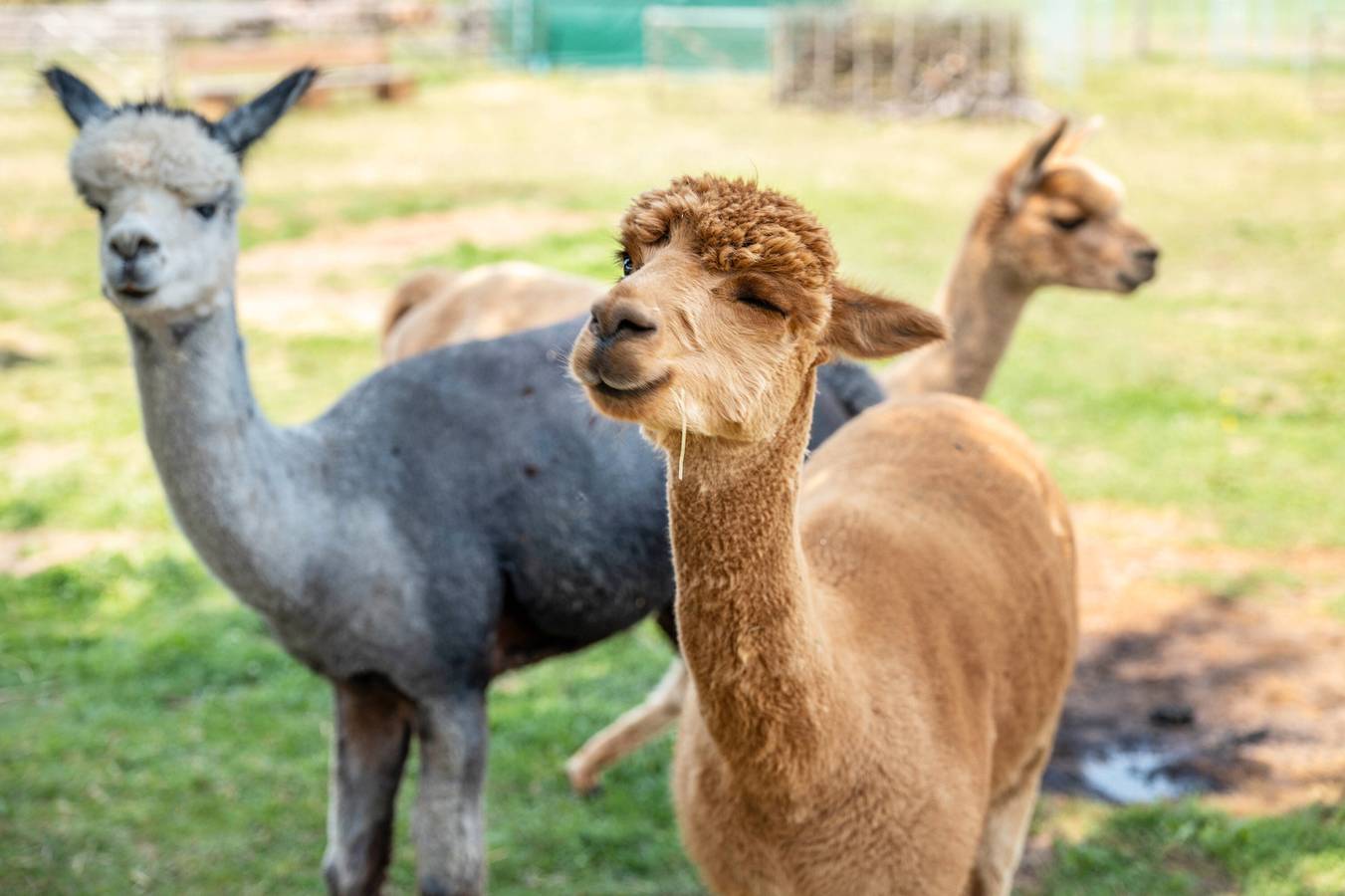 Ganze Wohnung, Alpaka Erlebnis – Ruhige Land-Auszeit mit Tierkontakt & Terrasse in Dinkelsbühl, Romantische Straße