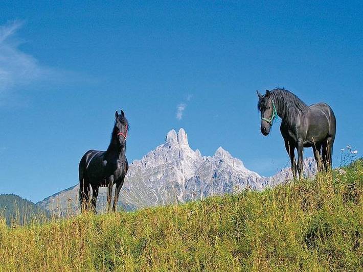 Bauernhaus für 6 Personen, mit Garten und Sauna, mit Haustier in Ski Amadé - 4
