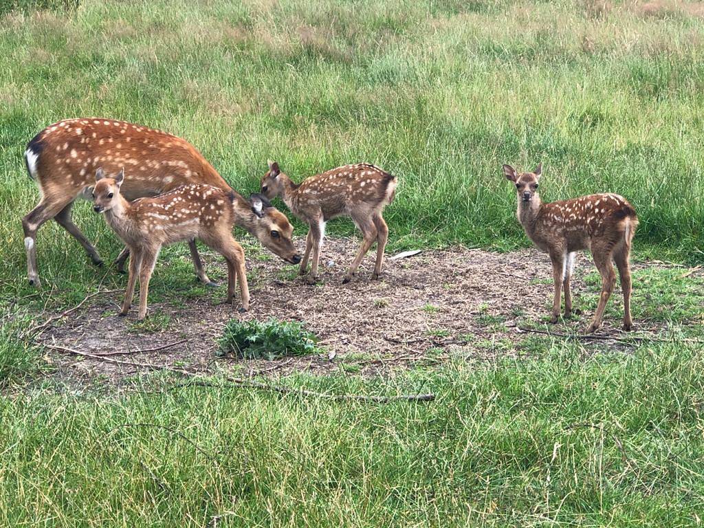 Ferienhaus Familie Martens - Idyllisches Landhaus mit Pool und Sauna in Sittensen, Nordheide