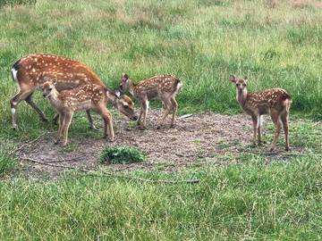 Ferienhaus für 10 Personen in Sittensen, Nordheide, Bild 4