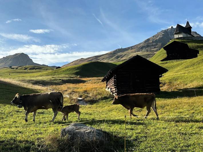 Apartamento entero, 5 estancias 5 Personas in Arosa (Grisones), Plessur alps