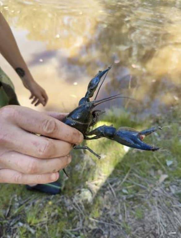 Ecostay Mountain Huts for the green energy loving outdoor enthusiasts! in Mid-Western Regional Council