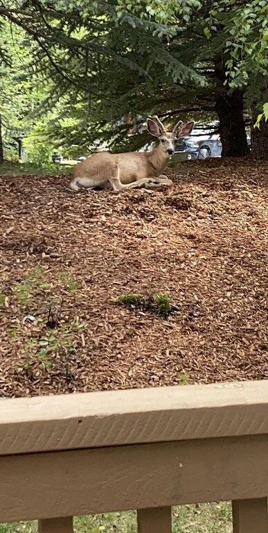 Fabulous Ski-in/out Renovated 3 Bdrm Upper Village Townhome with bdrm Ac & den in Panorama