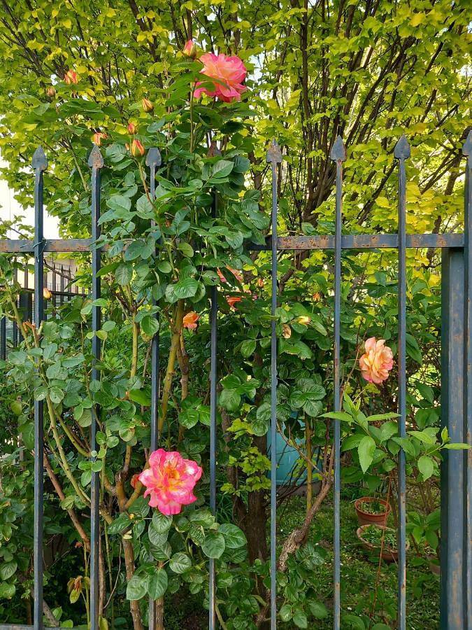 Location de vacances pour 3 personnes, avec jardin et vue à Crema - 3