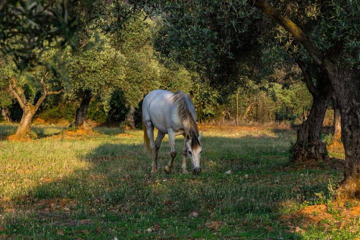 Chalet para 18 personas, con vistas además de piscina y jardín, Se admiten mascotas en Valle del Guadiato - 3
