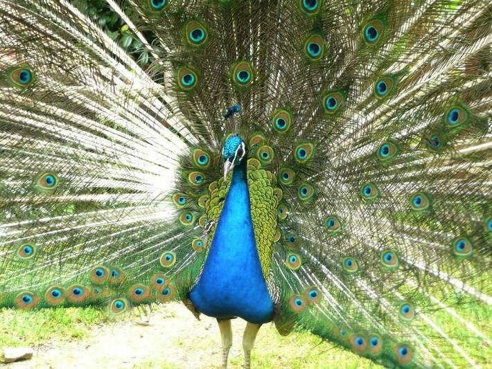 Location de vacances pour 2 personnes, avec jardin et vue à Rohan - 4