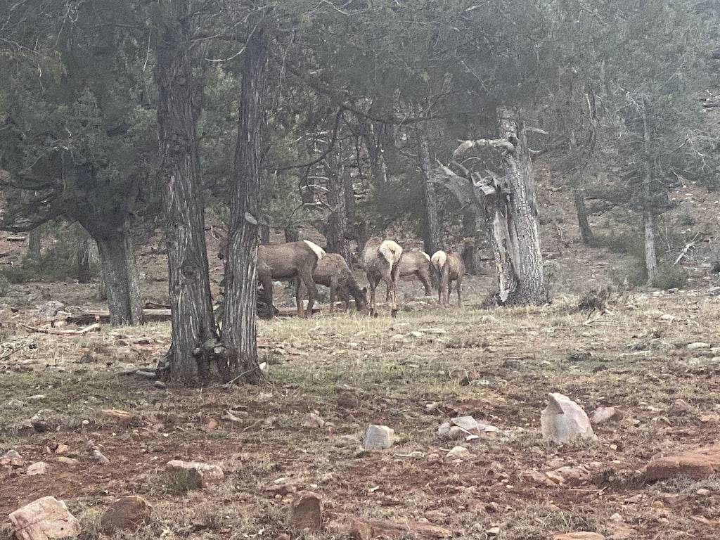 Cozy Cabin in Heart of Tonto Forest in Gila County
