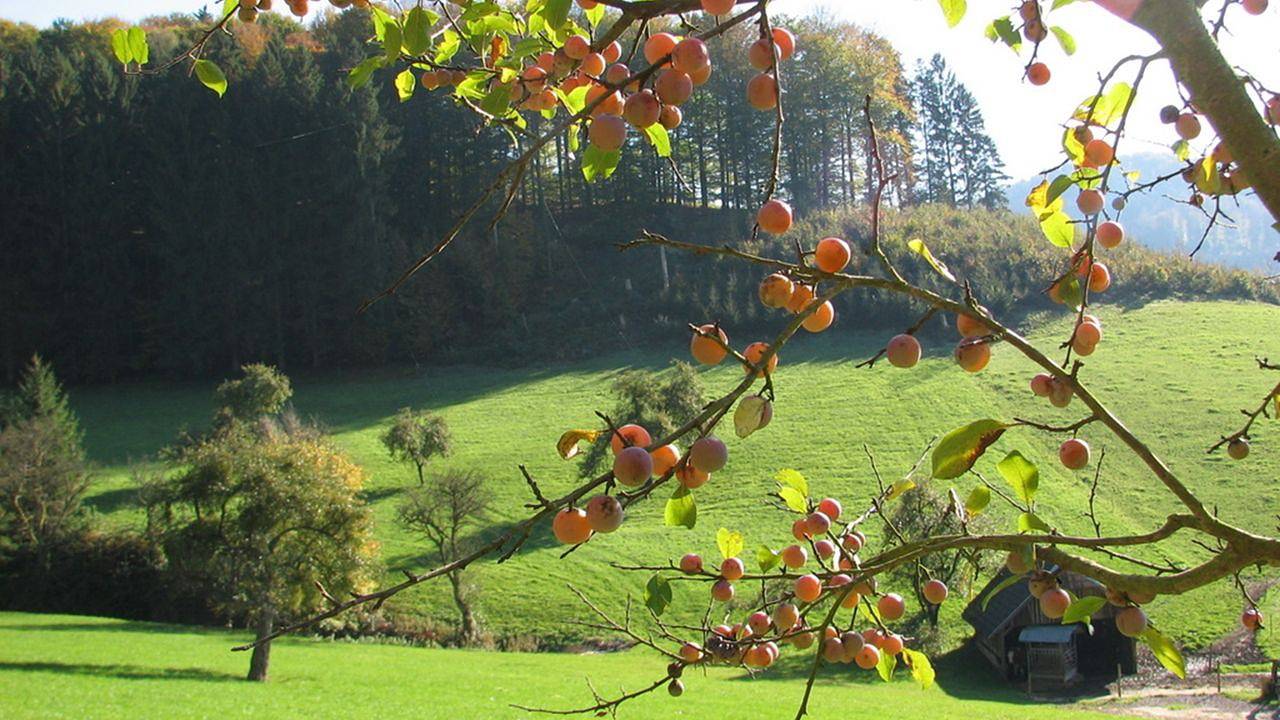 Ganze Ferienwohnung, Ferienwohnung für 3 Personen (65 m²) in Reichenbach in Lahr, Mittlerer Schwarzwald