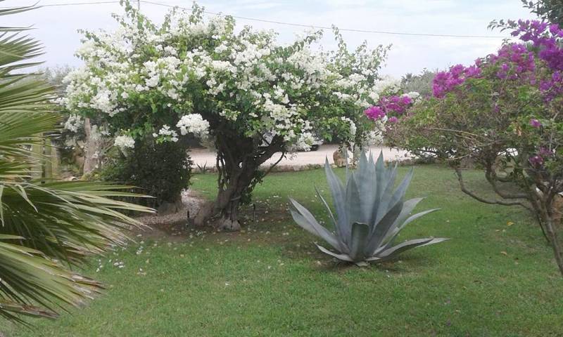 Gîte pour 4 personnes, avec terrasse et jardin, animaux acceptés à Menfi - 4