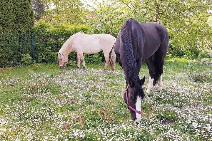 Ferienwohnung für 4 Personen, mit Garten und Terrasse sowie Sauna - 1