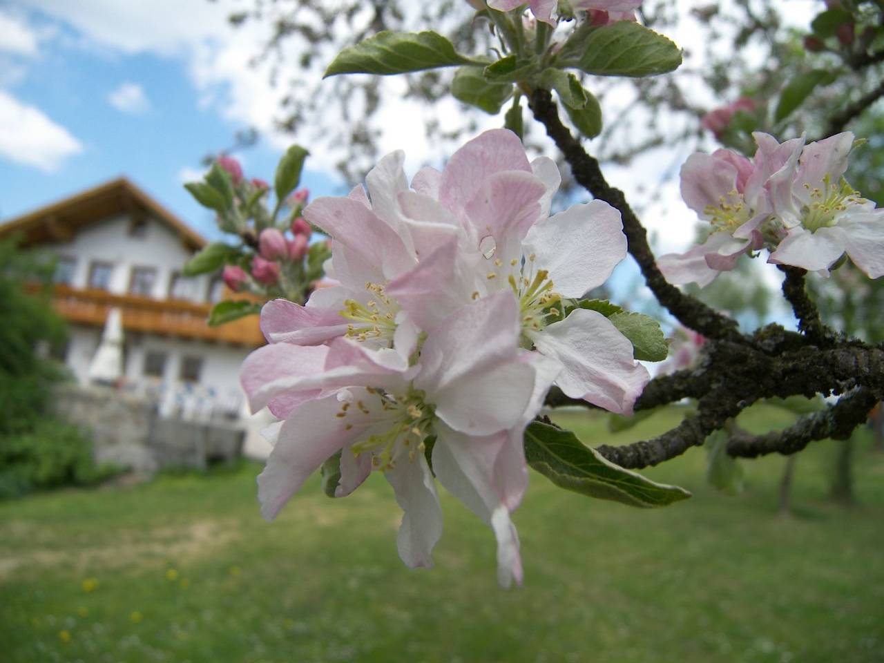 Zwoa, foto 11