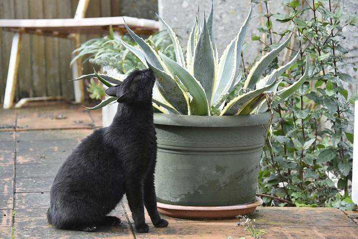 Location de vacances pour 4 personnes, avec jardin et vue à Tavullia - 3