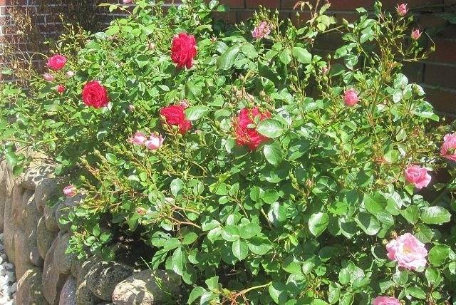 Ganze Ferienwohnung, Strandgut Eg in Sylt-Ost, Sylt (Gemeinde)