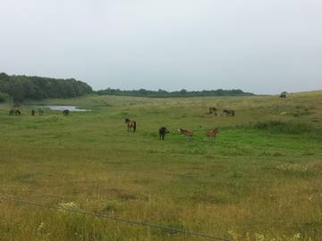 Ferienhaus für 20 Personen in Bagenkop, Langeland, Bild 3
