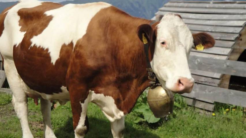 Ferienwohnung für 4 Personen, mit Garten und Balkon in Bad Hofgastein - 4