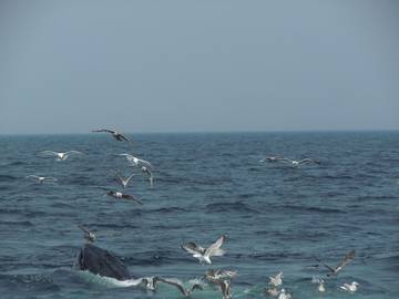 Log Cabin for 5 People in Chatham (MA), Cape Cod, Photo 1
