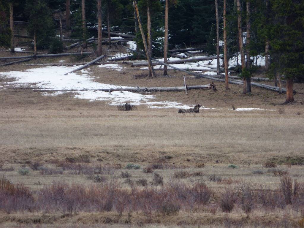Wolf Crossing - Kabine in Absaroka Range