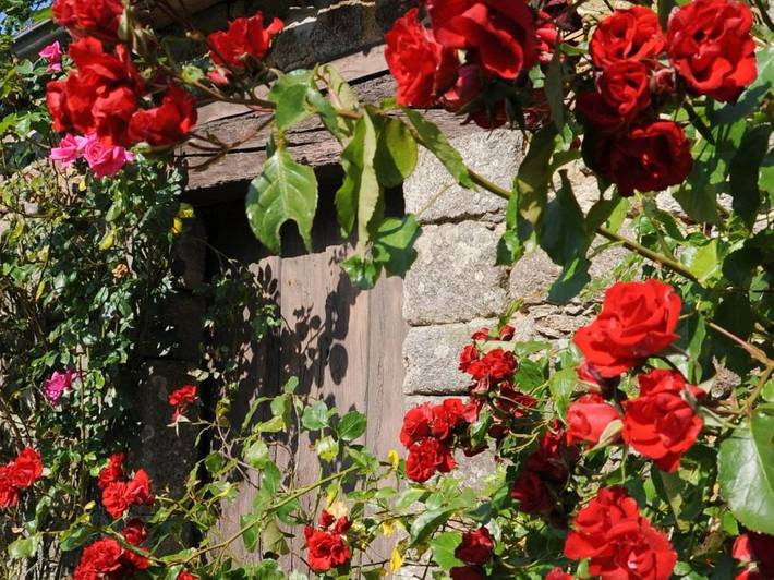 Gîte pour 4 personnes, avec jardin, animaux acceptés dans Le Mené - 2