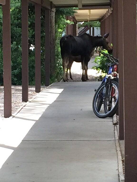 Ganze Wohnung, Abgeschieden Jackson Hole Escape mit direktem Blick auf die Teton Mountains in Moose Wilson Road, Grand Teton Nationalpark