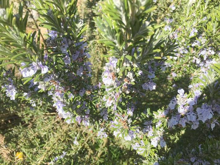 Chambre d’hôte pour 2 personnes, avec jardin dans Parc national de forêts - 4