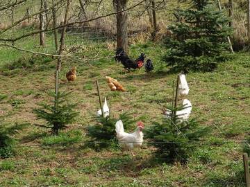 Ferienwohnung für 3 Personen in Ehrenberg, Rhön-Hessen, Bild 2