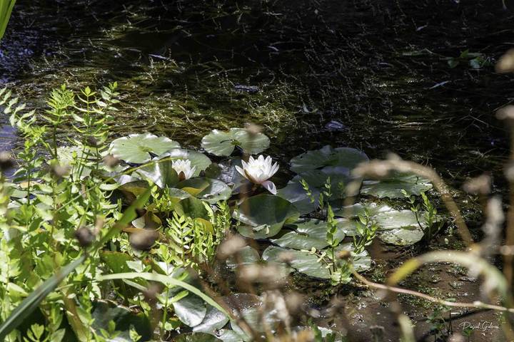 Chambre d’hôte pour 2 personnes, avec jardin en Seine-Maritime - 4