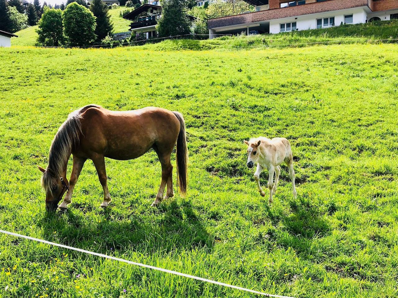 Geheel vakantieappartement, Appartement, douche, Wc, 2 slaapkamers in Hirschegg Kleinwalsertal, Mittelberg