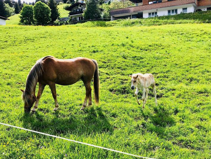Ferienwohnung für 2 Personen im Kleinwalsertal - 2