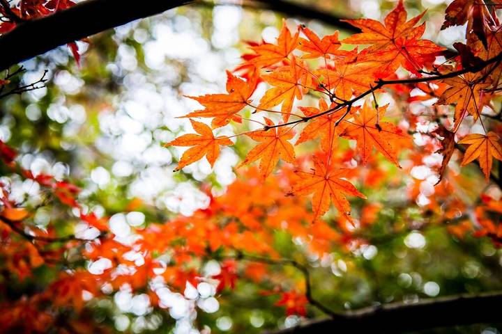 Cottage for 6 people, with balcony and garden in Blue Mountains