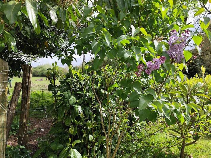 Location de vacances pour 4 personnes, avec jardin, animaux acceptés à Grand-Champ - 4