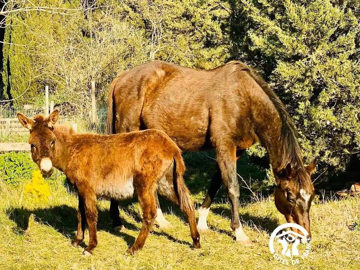 Gîte für 2 Personen, mit Terrasse in Aude - 3
