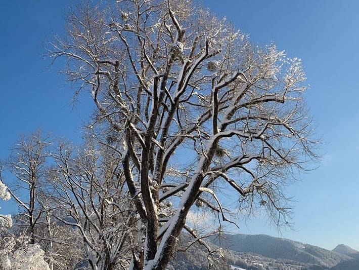 Ferienwohnung für 2 Personen, mit Garten, mit Haustier in Bad Wiessee - 4