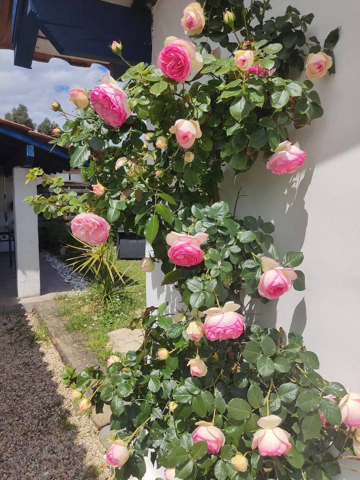Estudio entero, Les Cigales du Bassin en Gujan-Mestras: jardín privado, mascotas bienvenidas y Wi-Fi in Gujan-Mestras, Region de Arcachon