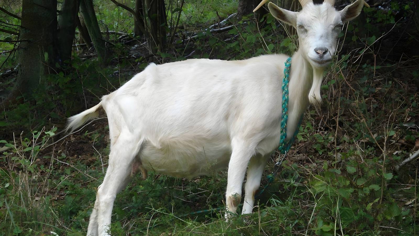 Ganze Wohnung, Ferienwohnung Drei Zinnen in Hiltpoltstein, Frankenalb