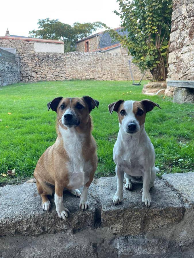 Location de vacances pour 5 personnes, avec jardin, animaux acceptés à Mortagne-sur-Sèvre - 3