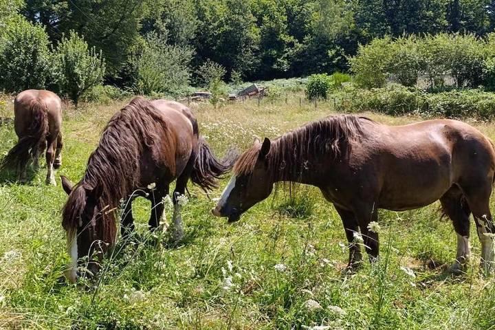 Tente pour 8 personnes, avec jardin ainsi que vue et piscine, animaux acceptés en Corrèze - 2