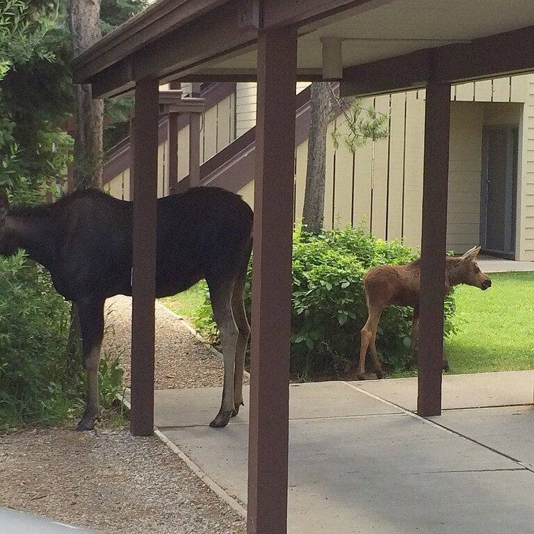 Ganze Wohnung, Abgeschieden Jackson Hole Escape mit direktem Blick auf die Teton Mountains in Moose Wilson Road, Grand Teton Nationalpark
