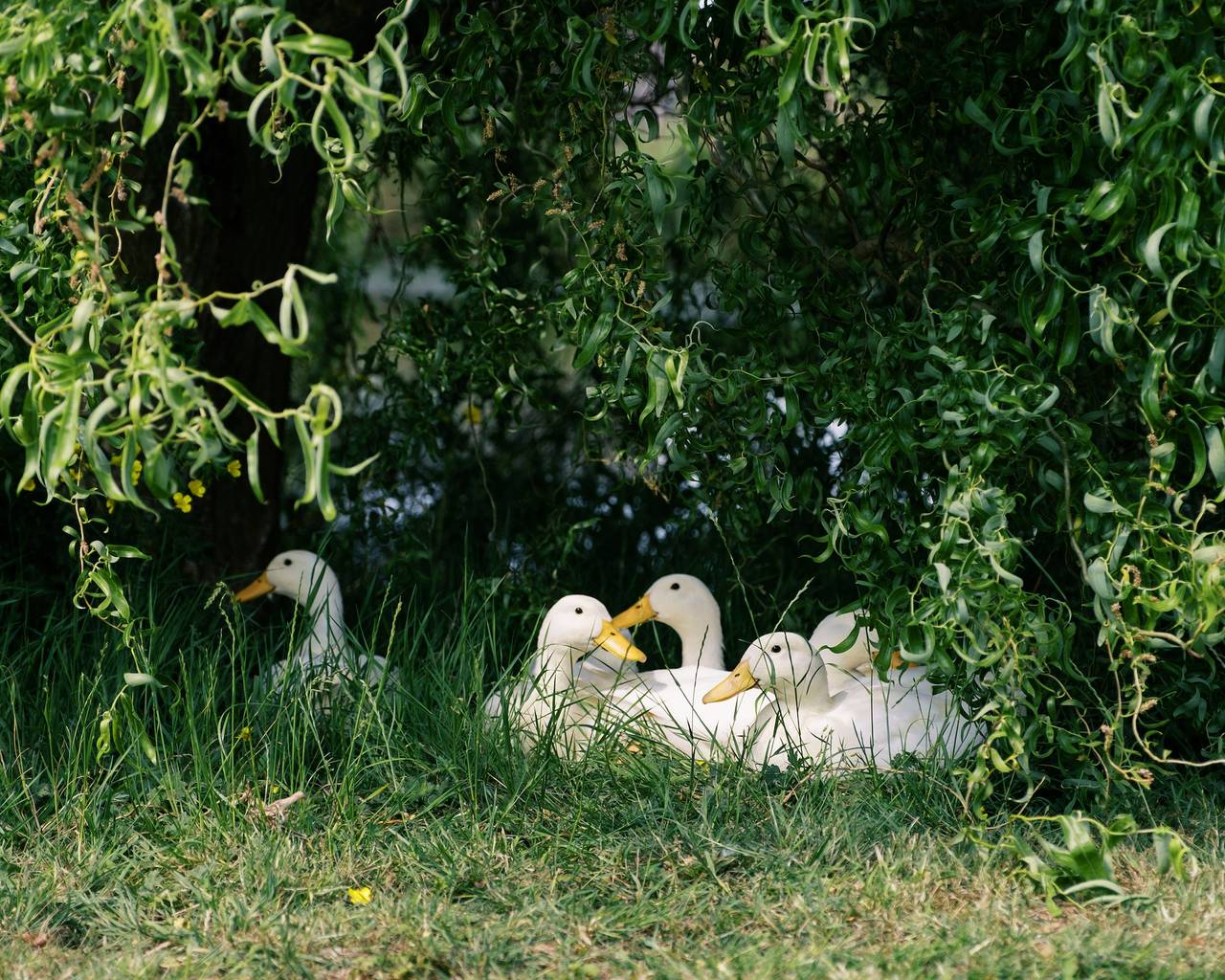 Herbie's Shepherd's Hut - Wellness & Hot Tub in Melton, Leicestershire