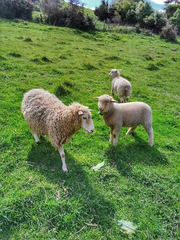Villa for 12 Guests in Otago, Picture 4