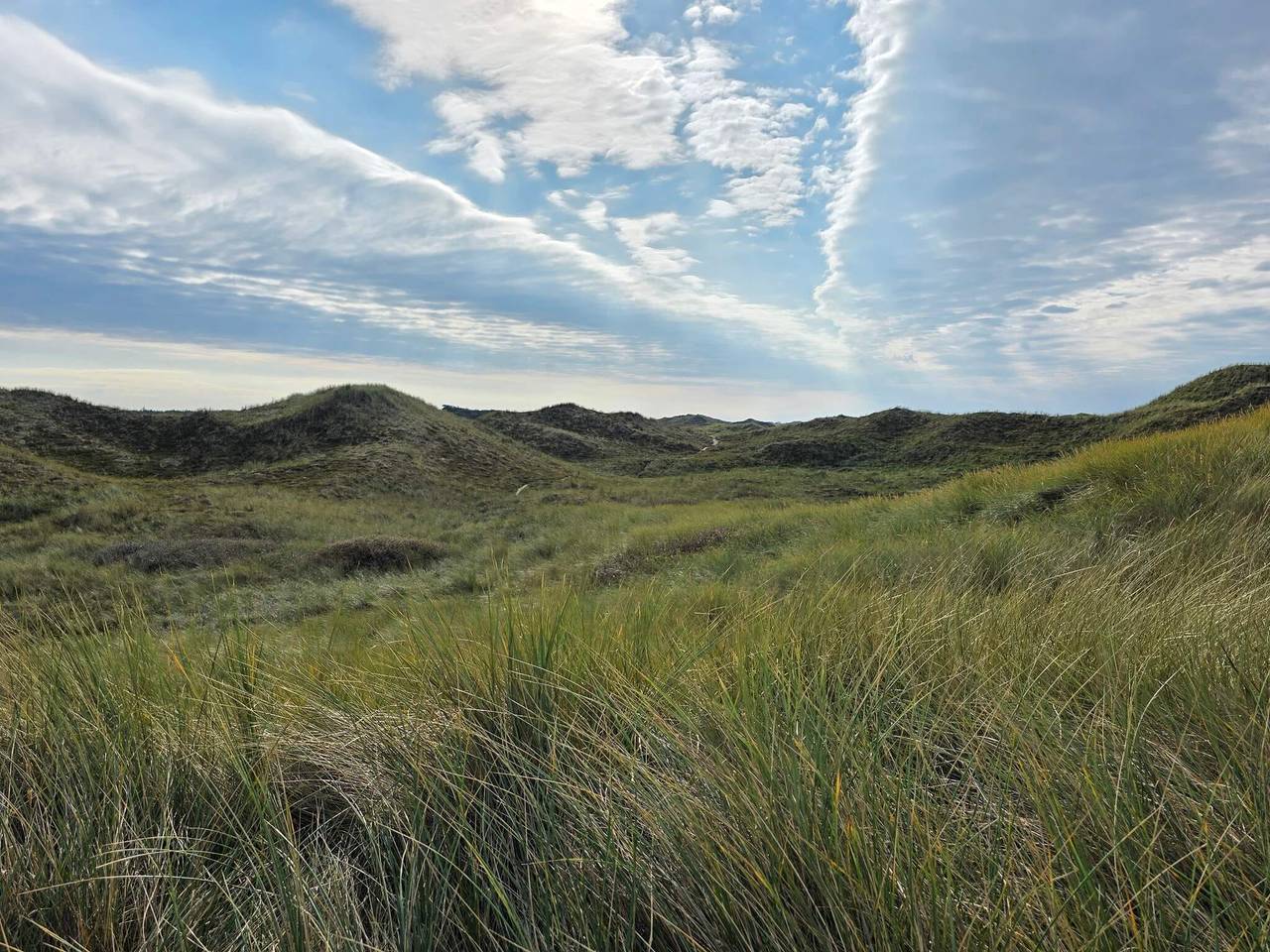 14 Personen Ferienhaus in Ulfborg in Vester Husby, Husby (Dänemark)