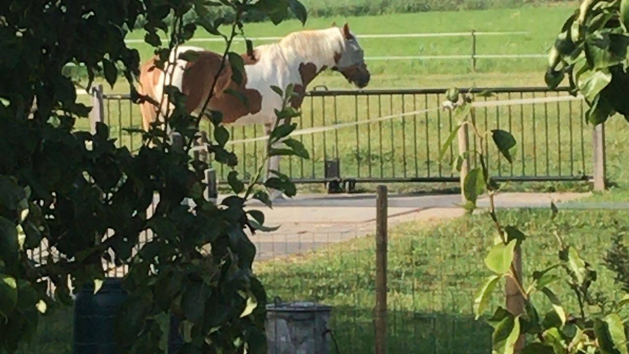 Ferienhaus für 4 Personen (80 m²) in 's-Gravendeel in National Park De Biesbosch