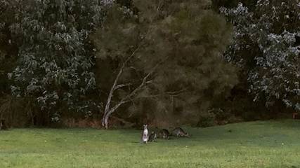 Cottage for 2 People in Latrobe City, Photo 1