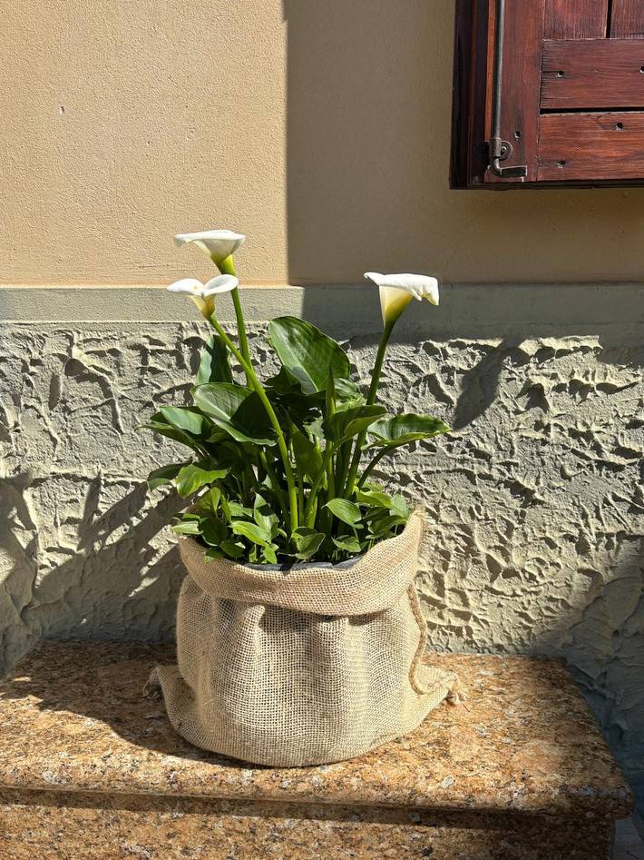 Appartamento intero, Casa Olinda a  Lazise in Lazise, Prealpi Gardesane