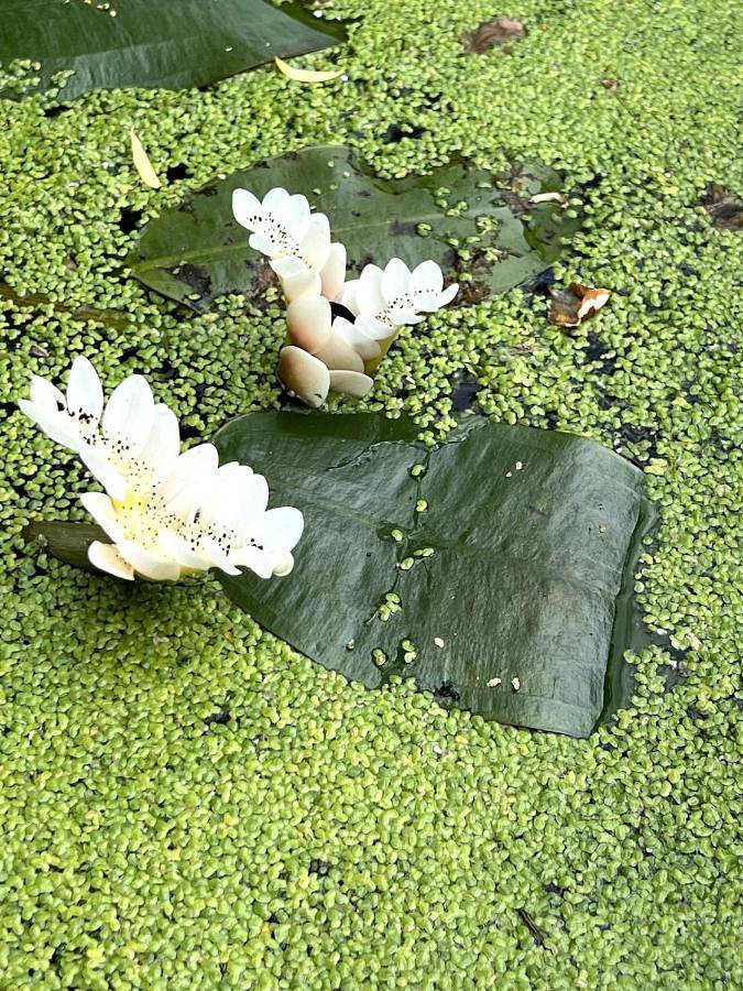 Location de vacances pour 10 personnes, avec vue et jardin, animaux acceptés à Oostkamp - 4