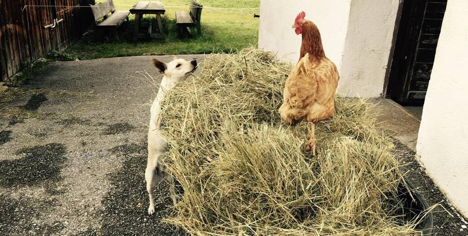 Bauernhaus für 3 Personen, mit Balkon und Ausblick sowie Garten, mit Haustier in Innsbruck und Umgebung - 3