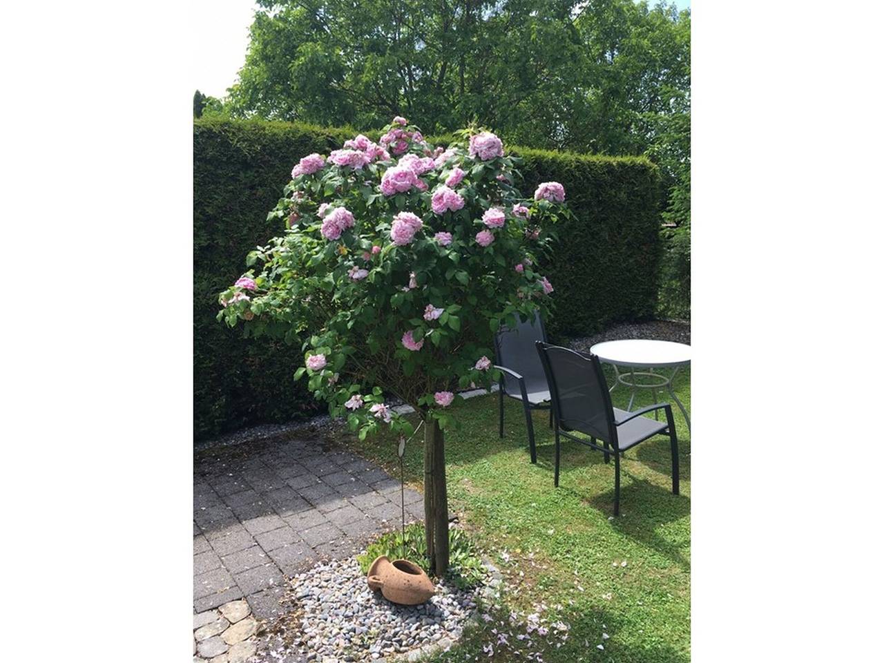 Ganze Wohnung, Ferienwohnung 3 mit privatem Garten und Wlan in Meersburg, Region Bodensee-Oberschwaben