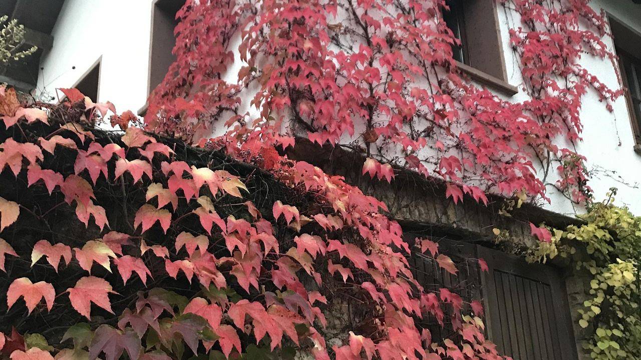 Ganze Ferienwohnung, Ferienwohnung für 2 Personen (60 m²) in Merzig in Merzig, Saar-Nahe-Bergland