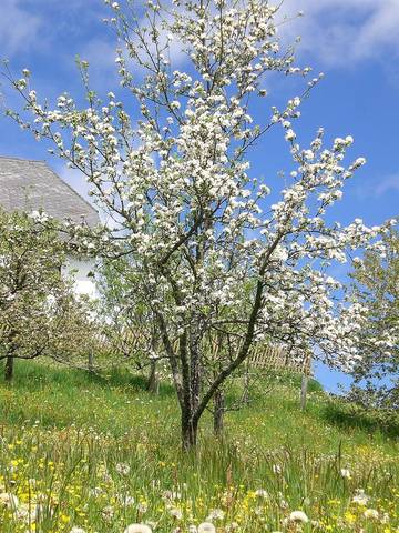 Bauernhof für 4 Personen in Neumarkt in Steiermark, Westliche Obersteiermark, Bild 4