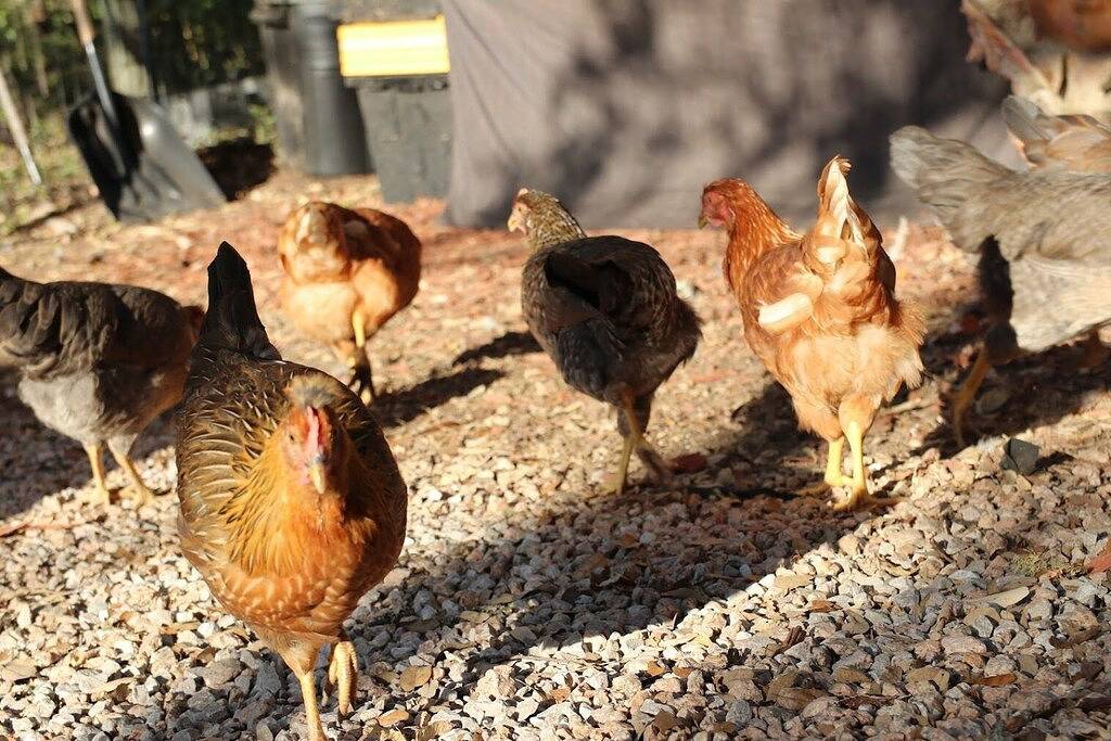 Austin Cabin in Austin, Travis County